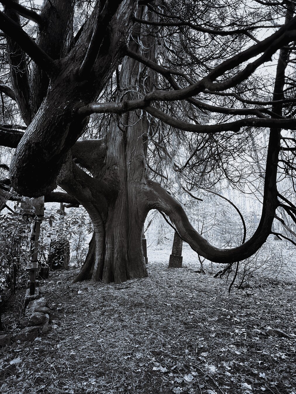 an old tree with long, swirling branches stands tall overlooking a few graves. The way one of the branches attaches itself to the trunk looks similar to an elephant's head